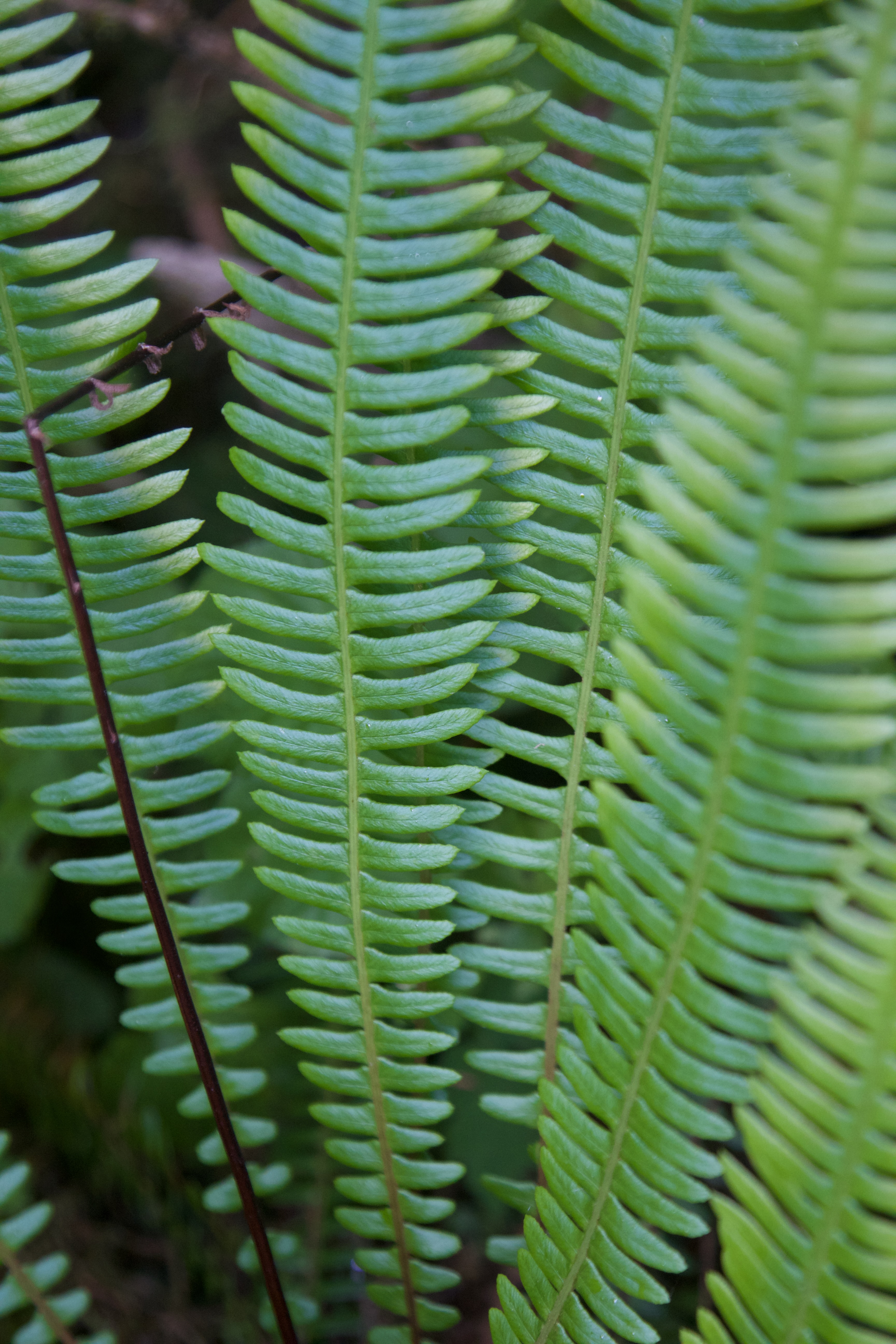 Fern Fronds
